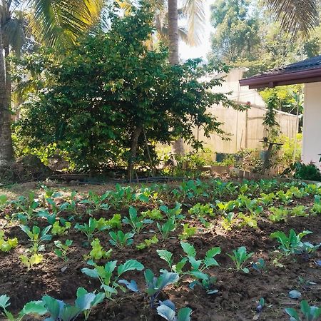 Ella Nature Valley Homestay Bagian luar foto